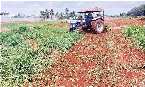 போதிய விலை கிடைக்காததால் தக்காளி செடிகளை அழிக்கும் அவலம்