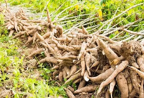 மரவள்ளி கிழங்கு விலை உயர்வு