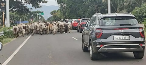 மேய்ச்சலுக்கு செல்லும் கால்நடைகளால் போக்குவரத்துக்கு இடையூறு