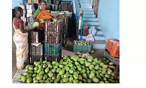 மாங்காய் சீசன் தொடக்கம்