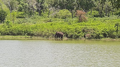 தேன்கனிக்கோட்டை வனச்சரகம்சாமி ஏரியில் குளியல் போட்ட காட்டு யானை