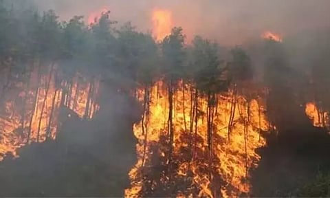 தென்கொரியாவில் காட்டுத்தீயில் 44 வீடுகள் சாம்பல்