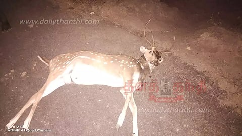 புள்ளிமான் சாவு