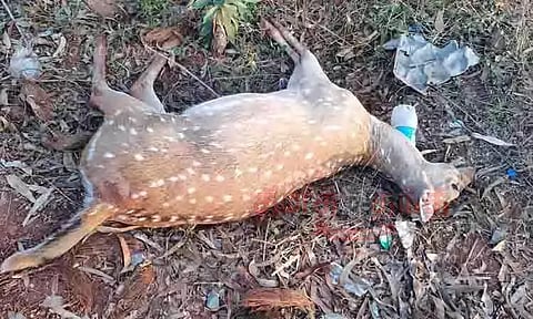 வாகனம் மோதி புள்ளிமான் சாவு