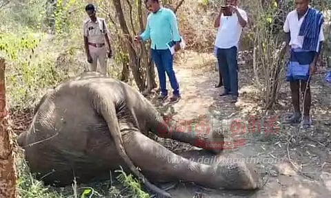 பள்ளத்தில் விழுந்த பெண் யானை சாவு