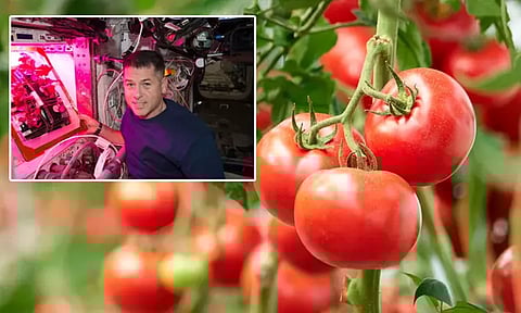 புவியீர்ப்பு விசை இல்லாத விண்வெளியில் விளைவிக்கபட்ட தக்காளி பூமிக்கு வருகிறது