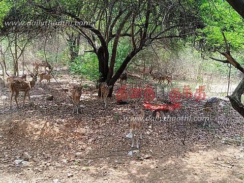 கிரிவலப்பாதை வனப்பகுதியில் மான்கள் பாதுகாப்பு மையம் அமைக்க வேண்டும்-சமூக ஆர்வலர்கள் கோரிக்கை