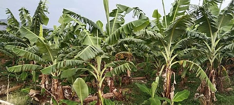 கூடலூர் பகுதியில்பலத்த காற்றால் வாழை இலைகள் சேதம்:ஒரு கட்டு ரூ.600-க்கு விற்பனை