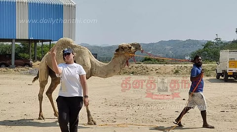 சூளகிரி அருகே15 நாட்களாக பராமரிக்கப்பட்ட 5 ஒட்டகங்கள் சென்னைக்கு அனுப்பி வைப்பு