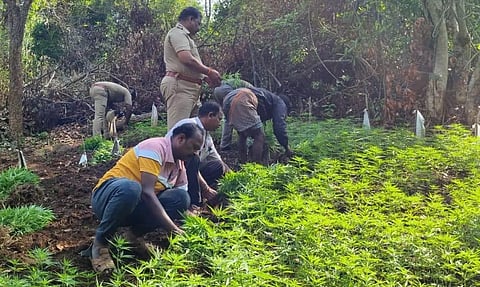 சாகுபடி செய்யப்பட்ட 20 கிலோ கஞ்சா செடிகள் பறிமுதல்