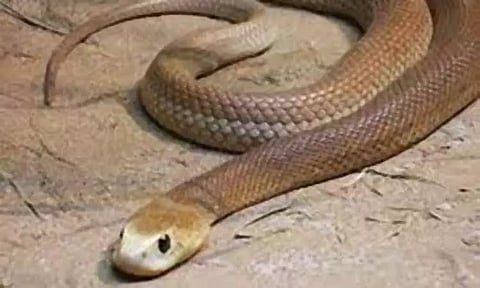 மறைமலைநகர் அருகே துணி துவைக்கும் எந்திரத்தில் புகுந்த பாம்பு - தீயணைப்பு வீரர்கள் பிடித்தனர்