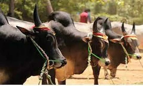 அந்தியூர் கால்நடை சந்தையில்காங்கேயம் காளைமாடு ஜோடி ரூ.1¾ லட்சத்துக்கு விற்பனை