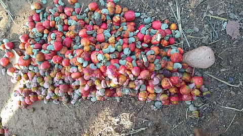 கடமலைக்குண்டு பகுதியில்கொட்டை முந்திரி விலை அதிகரிப்பு