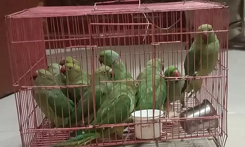 விற்பனை செய்ய முயன்ற 11 பச்சைக்கிளிகள் பறிமுதல்