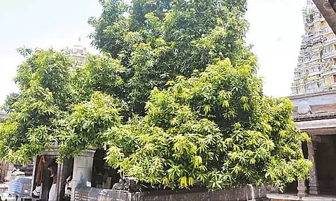 காய்க்கத் தொடங்கிய காஞ்சிபுரம் கோவிலில் உள்ள 3 ஆயிரத்து 500 ஆண்டுகள் பழமையான மாமரம்