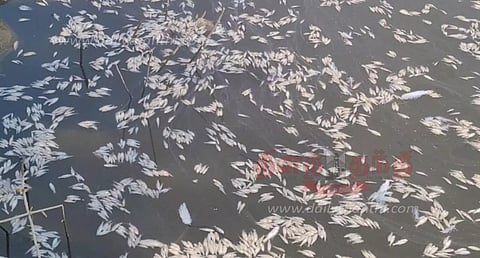 அப்பிநாய்க்கன்பட்டி ஏரியில் செத்து மிதந்த மீன்கள்