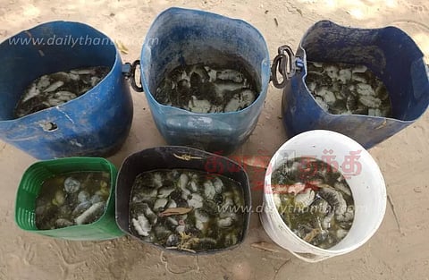 85 கிலோ கடல் அட்டைகள் பறிமுதல்