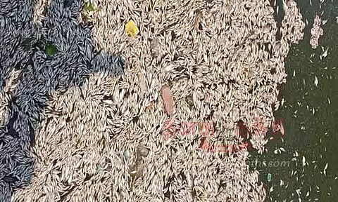 வாய்க்காலில் செத்து மிதக்கும் மீன்கள்