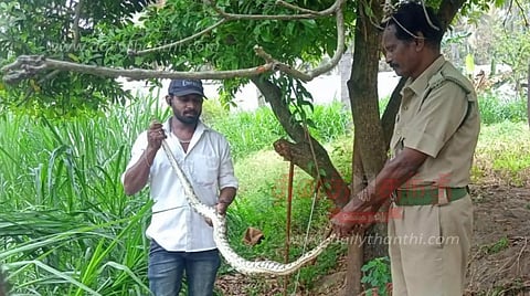 8 அடி நீள மலைப்பாம்பு பிடிபட்டது