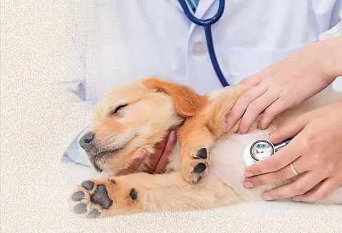 செல்லப்பிராணிகளுக்கும் மருத்துவப் பரிசோதனை அவசியம்