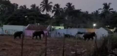 ஊருக்குள் புகுந்த காட்டுயானைகள்