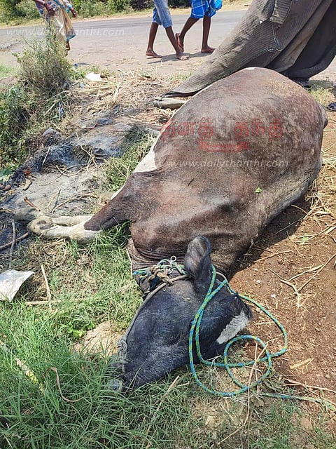 மாரண்டஅள்ளி அருகேசரக்கு ஆட்டோ மோதி பசு செத்ததுடிரைவர் படுகாயம்