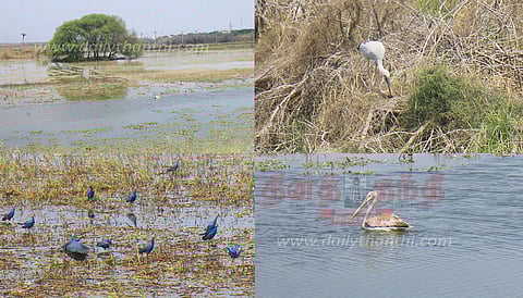 சக்கரக்கோட்டை சரணாலயத்தில் குவிந்த பறவைகள்