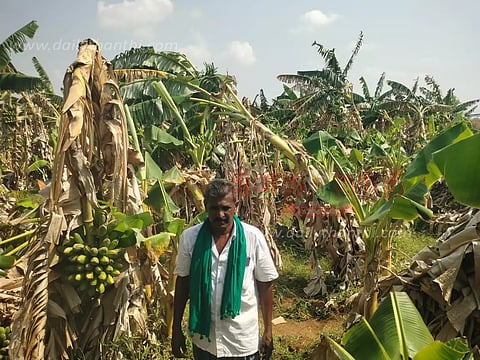 6 ஆயிரம் வாழை மரங்கள் சேதம்