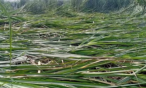 சூறாவளிக்காற்றுடன் பலத்த மழை: கரும்பு, மக்காச்சோள பயிர்கள் சேதம் விவசாயிகள் கவலை