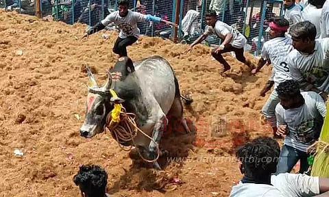 ஜல்லிக்கட்டில் காளைகள் முட்டி 21 பேர் காயம்