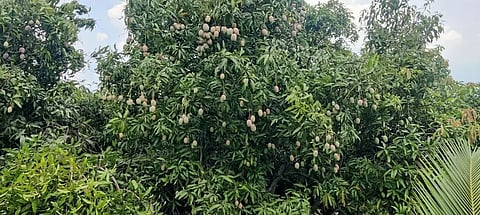 கூடலூர் அருகேதோட்டங்களில் காய்த்து தொங்கும் மாங்காய்கள்