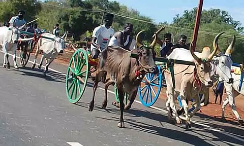 எஸ்.பி.பட்டினத்தில் மாட்டுவண்டி பந்தயம்