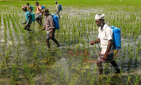 பூச்சி தாக்குதலில் சிக்கி தவிக்கும் முன்பட்ட குறுவை பயிர்கள்