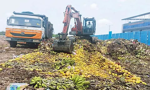 ரசாயன கற்கள் மூலம் பழுக்க வைத்த 7 டன் மாம்பழங்கள் பறிமுதல்