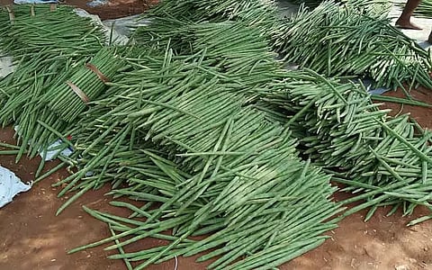 முருங்கைக்காய் விலை கிடு, கிடு விலை உயர்வு