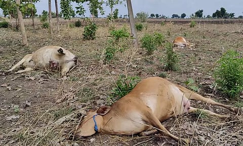 அறுந்து கிடந்த மின் கம்பியில் சிக்கி 3 பசு மாடுகள், 2 குரங்குகள் செத்தன