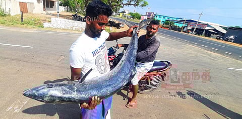 சீலா மீன் விலை உயர்வு