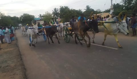குதிரை, மாட்டு வண்டி எல்கை பந்தயம்