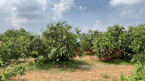 வேப்பனப்பள்ளி பகுதியில்மா சாகுபடி அதிகரிப்புவிவசாயிகள் மகிழ்ச்சி