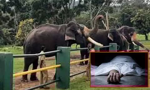 முதுமலையில் வளர்ப்பு யானை தாக்கி பாகன் உயிரிழப்பு..!