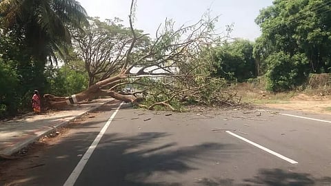 பழனி அருகே சாலையில் சாய்ந்த மரம்