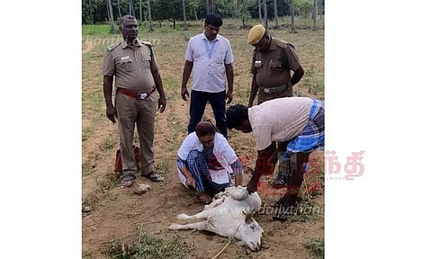 ஆட்டை கடித்து கொன்ற சிறுத்தை