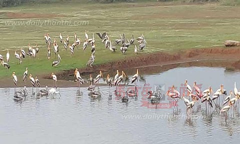 இரை தேடி குவியும் வெளிநாட்டு பறவைகள்