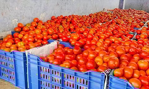 தக்காளி விலை கடும் சரிவு; கிலோ ரூ.1-க்கு கொள்முதல்