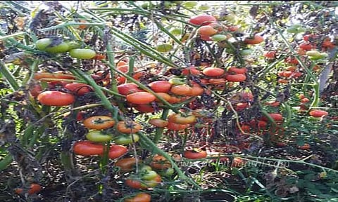 தாளவாடி மலைப்பகுதியில்தக்காளி விலை வீழ்ச்சி