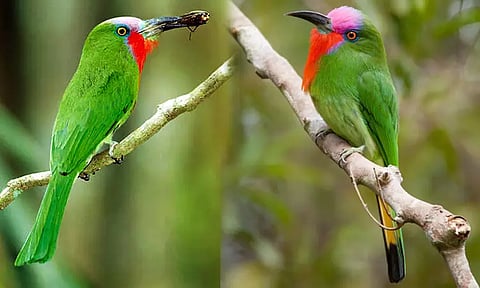 தேனீயை உண்ணும் சிவப்பு தாடி பறவை