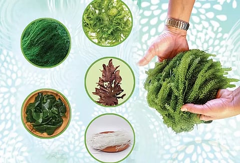 குறைந்த கலோரிகள் கொண்ட கடற்பாசிகள்