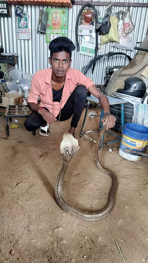 உப்புக்கோட்டையில்கார் பட்டறைக்குள் புகுந்த பாம்பு