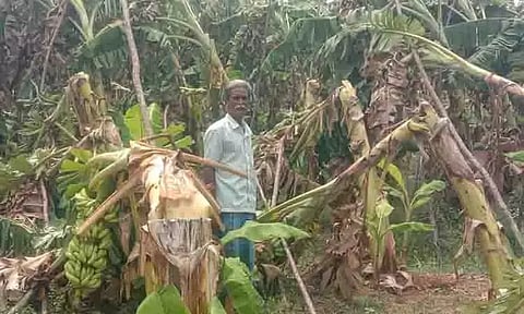 நச்சலூர் பகுதியில் தொடர் கனமழையால் வாழை மரங்கள் சாய்ந்தன