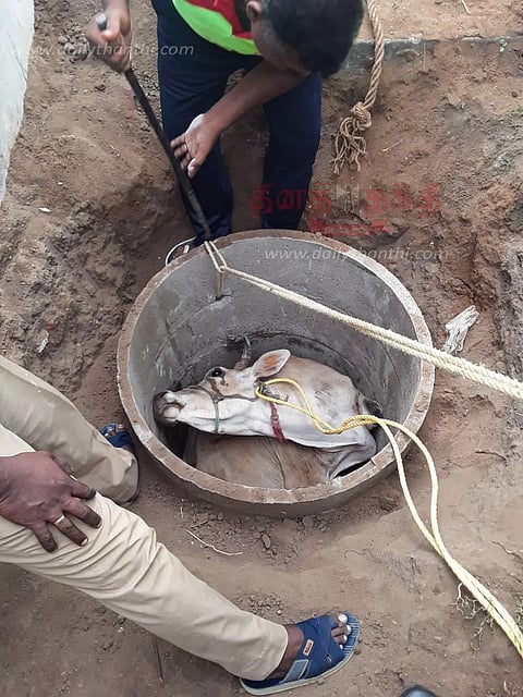 கழிவுநீர் தொட்டியில் தவறி விழுந்த மாடு